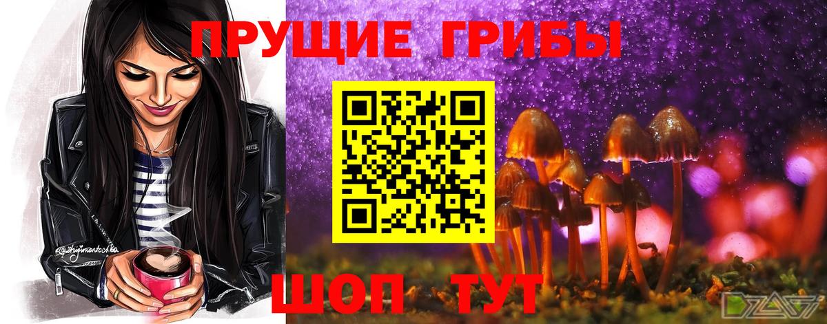 Галлюциногенные грибы Psilocybine cubensis Звенигород